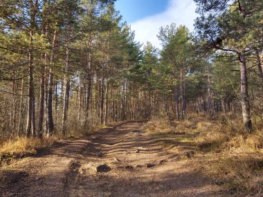 Ormanda sihirli ağaçlar ve yollar. Slovakya