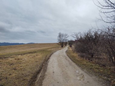 Ormanda sihirli ağaçlar ve yollar. Slovakya