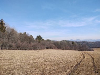 Ormanda sihirli ağaçlar ve yollar. Slovakya