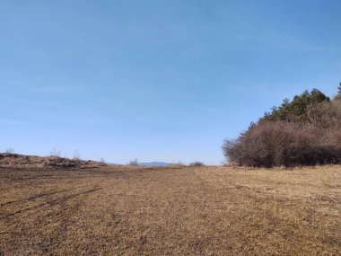 Ormanda sihirli ağaçlar ve yollar. Slovakya
