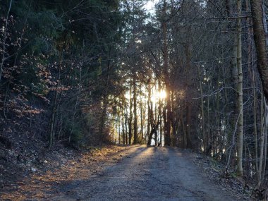 Ormanda sihirli ağaçlar ve yollar. Slovakya
