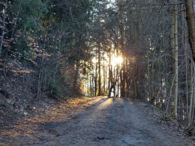 Ormanda sihirli ağaçlar ve yollar. Slovakya