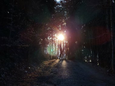 Ormanda sihirli ağaçlar ve yollar. Slovakya