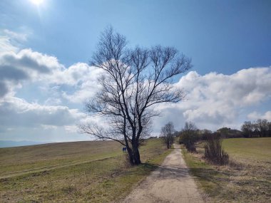 Ormanda sihirli ağaçlar ve yollar. Slovakya