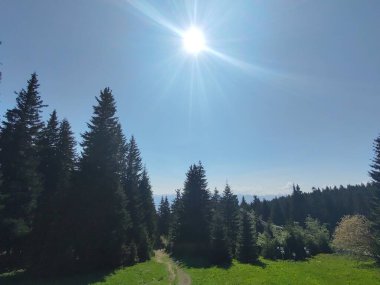 Ormanda sihirli ağaçlar ve yollar. Slovakya