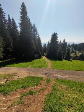 Ormanda sihirli ağaçlar ve yollar. Slovakya