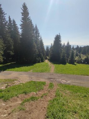 Ormanda sihirli ağaçlar ve yollar. Slovakya