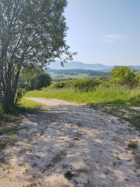 Ormanda sihirli ağaçlar ve yollar. Slovakya