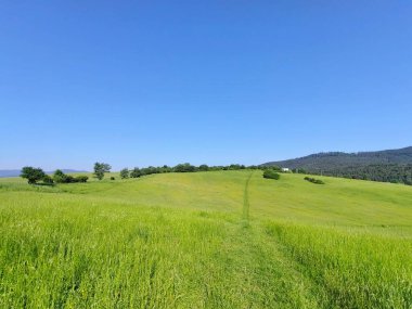 Ormanda sihirli ağaçlar ve yollar. Slovakya