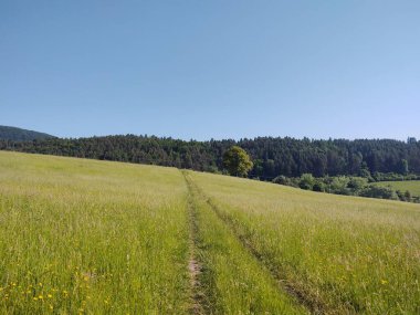 Ormanda sihirli ağaçlar ve yollar. Slovakya