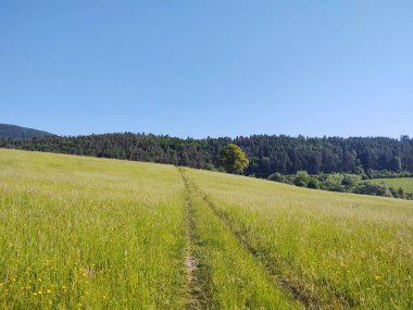 Ormanda sihirli ağaçlar ve yollar. Slovakya