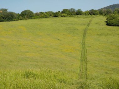 Ormanda sihirli ağaçlar ve yollar. Slovakya