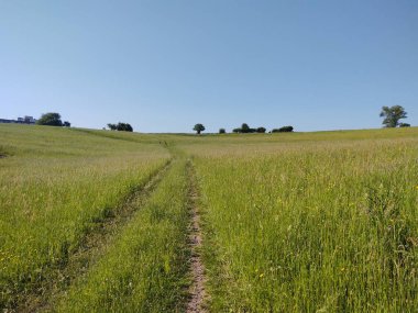 Ormanda sihirli ağaçlar ve yollar. Slovakya