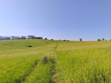 Ormanda sihirli ağaçlar ve yollar. Slovakya