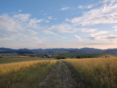 Ormanda sihirli ağaçlar ve yollar. Slovakya