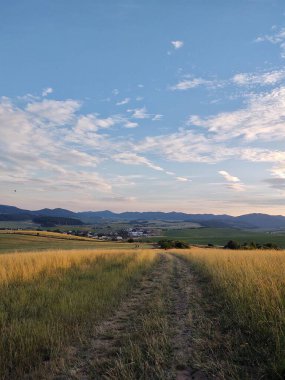 Ormanda sihirli ağaçlar ve yollar. Slovakya