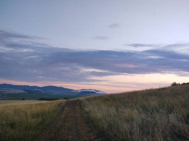 Ormanda sihirli ağaçlar ve yollar. Slovakya