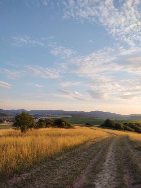 Ormanda sihirli ağaçlar ve yollar. Slovakya