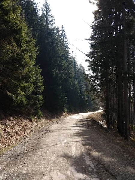 Arbres Magiques Sentiers Dans Forêt Slovaquie — Photo