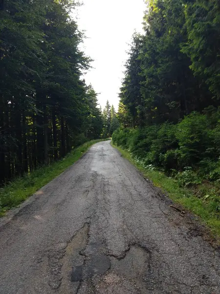 Ormanda sihirli ağaçlar ve yollar. Slovakya