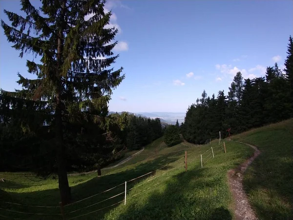 Zauberbäume Und Wege Wald Slowakei — Stockfoto