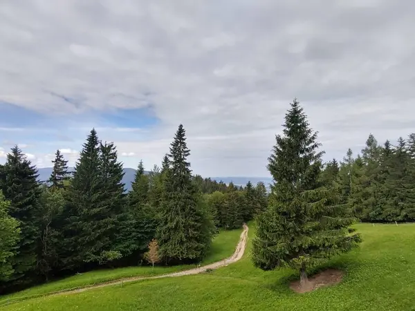 Μαγικά Δέντρα Και Μονοπάτια Στο Δάσος Σλοβακία — Φωτογραφία Αρχείου