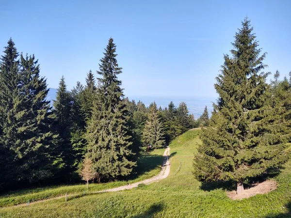 Alberi Magici Sentieri Nella Foresta Slovacchia — Foto Stock