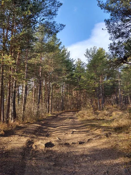 森の中の魔法の木と小道 スロバキア — ストック写真