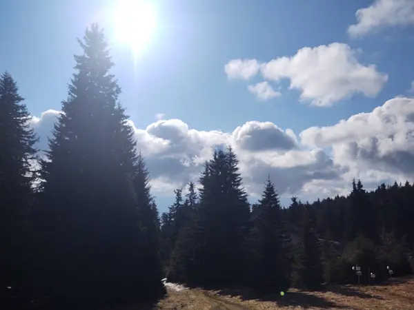 Magiczne Drzewa Ścieżki Lesie Słowacja — Zdjęcie stockowe