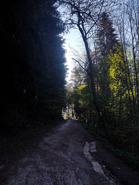 Arbori Căi Magice Pădure Slovacia — Fotografie, imagine de stoc