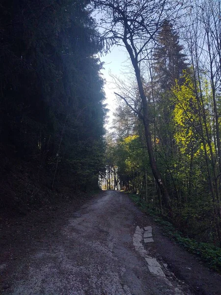 Magische Bomen Paden Het Bos Slowakije — Stockfoto