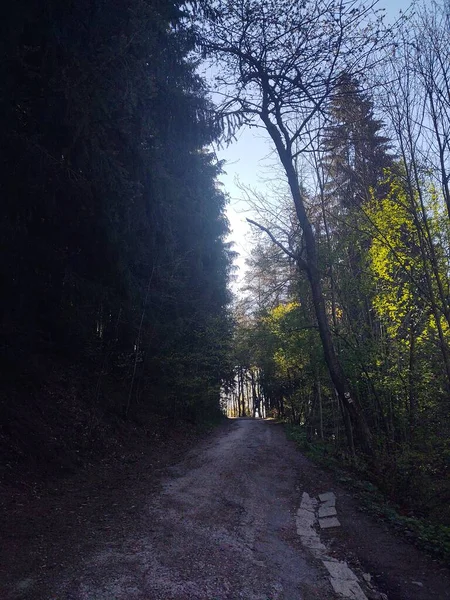 Árvores Mágicas Caminhos Floresta Eslováquia — Fotografia de Stock
