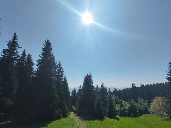 Zauberbäume Und Wege Wald Slowakei — Stockfoto