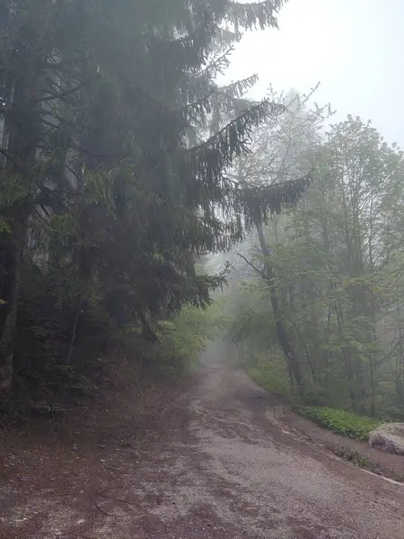 Magic Trees Paths Forest Slovakia — Stock Photo, Image