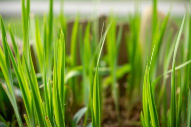 Çayırdaki ya da bahçedeki yeşil taze çimenler ve doğa. Slovakya