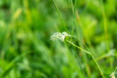 Yağmur damlaları ya da çiğ damlaları çimenlere ve yeşil bitkiler doğaya düşer. Slovakya