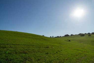 Çayırdaki ya da bahçedeki yeşil taze çimenler ve doğa. Slovakya
