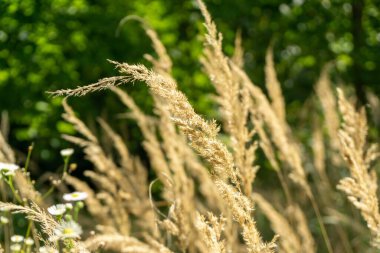 Çayırdaki ya da bahçedeki yeşil taze çimenler ve doğa. Slovakya
