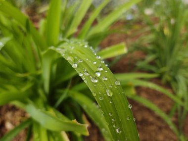 Yağmur damlaları ya da çiğ damlaları çimenlere ve yeşil bitkiler doğaya düşer. Slovakya