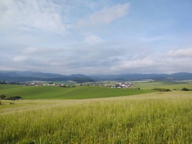 Çayırdaki ya da bahçedeki yeşil taze çimenler ve doğa. Slovakya