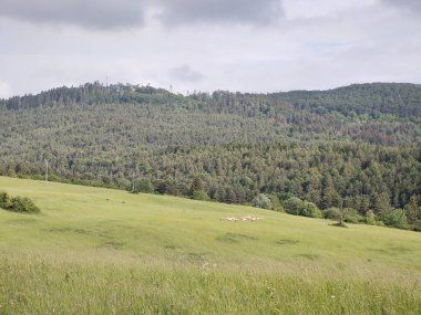 Çayırdaki ya da bahçedeki yeşil taze çimenler ve doğa. Slovakya