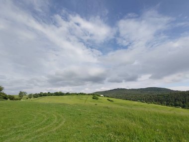 Çayırdaki ya da bahçedeki yeşil taze çimenler ve doğa. Slovakya