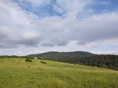 Çayırdaki ya da bahçedeki yeşil taze çimenler ve doğa. Slovakya