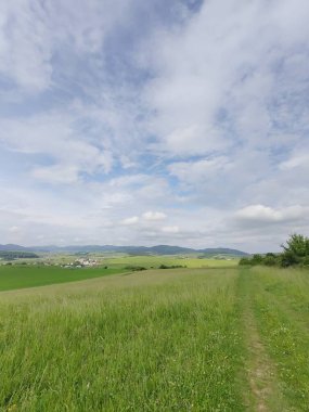 Çayırdaki ya da bahçedeki yeşil taze çimenler ve doğa. Slovakya