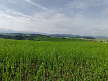 Çayırdaki ya da bahçedeki yeşil taze çimenler ve doğa. Slovakya