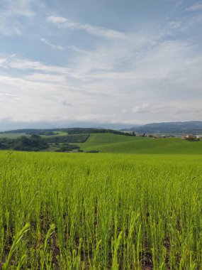 Çayırdaki ya da bahçedeki yeşil taze çimenler ve doğa. Slovakya