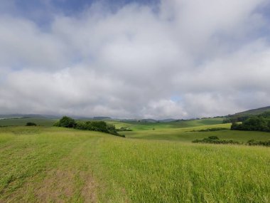 Çayırdaki ya da bahçedeki yeşil taze çimenler ve doğa. Slovakya