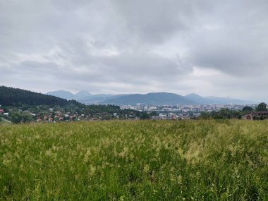 Çayırdaki ya da bahçedeki yeşil taze çimenler ve doğa. Slovakya