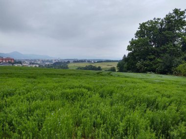 Çayırdaki ya da bahçedeki yeşil taze çimenler ve doğa. Slovakya