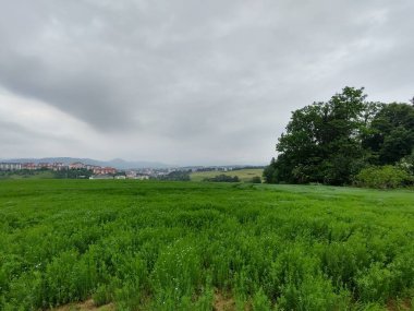 Çayırdaki ya da bahçedeki yeşil taze çimenler ve doğa. Slovakya
